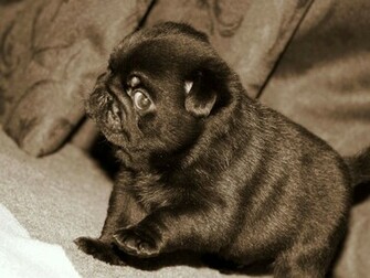 Black Pug Wallpaper