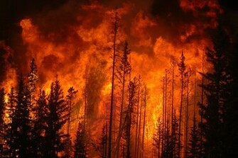 Back Gallery For Forest Fire Wallpaper