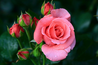 Excellent 4k Wallpaper Rose You Can Get It At No Cost