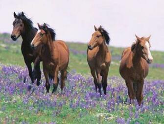 Picturessss Best Collection Of Horses