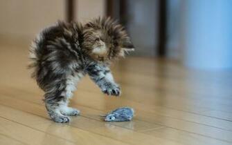 Mouse Babies Kitten Cute Background Image Desktop