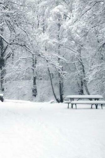 iPhone Winter Scenery Snowy Trees Landscape Mobile Themes