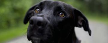 High Resolution Dog Dual Monitor Wallpaper Id For Pc