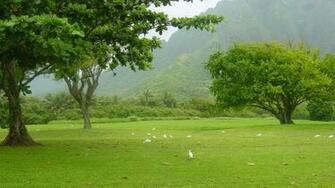 Green Landscape X Lurker All Image