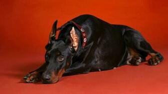 Doberman Pinscher Wallpaper Desktop