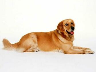 Golden Retriever Wallpaper HD High Definition Idqum Xp