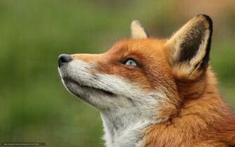 Wallpaper Looking Up Red Fox Portrait Desktop