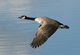 Canada Goose Anser Wallpaper