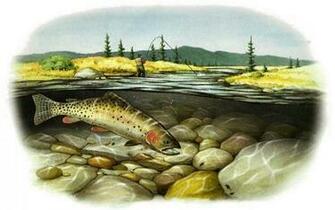 Trout Wallpaper Cutthroat