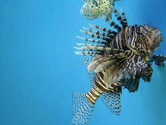 Lionfish Wallpaper By Armarant