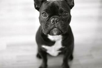 French Bulldog My Doggy Rocks