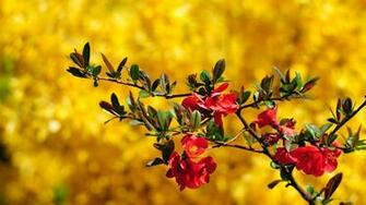 HD Spring Flowers Wallpaper Animal Desktop Pictures