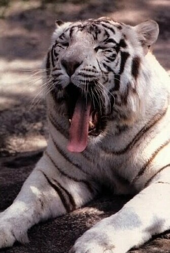 Tigers In Snow White Siberian Tiger