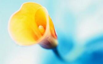Calla Lily Wallpaper Net
