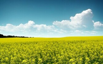Wallpaper Scenery Hoppipolla Desktx