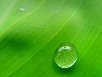 Great Nature Wallpaper On Resolution High Quality HD