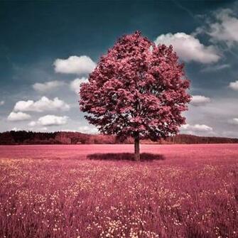 Pink Tree iPad Wallpaper