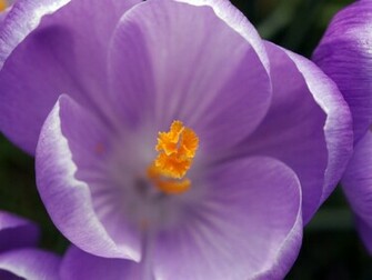 New Purple Flower Wallpaper Background