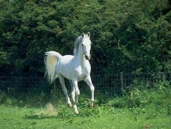 White Horse Background Running Background Black And
