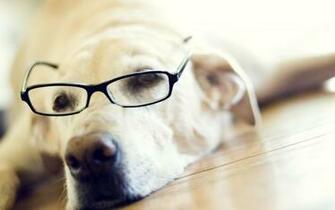 Dog Cool Wallpaper High Definition Quality
