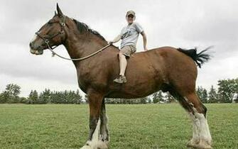 Large Clydesdale Clydesdales Horses