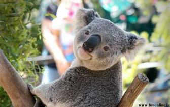 Koala Wallpaper Cute And Pretty Koalas HD