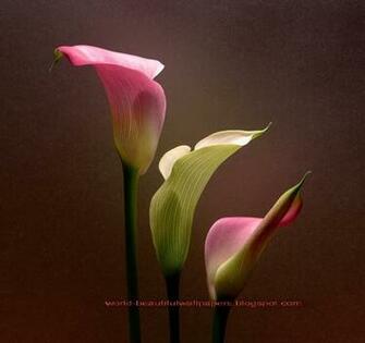 Beautiful Wallpaper Calla Lily Flowers