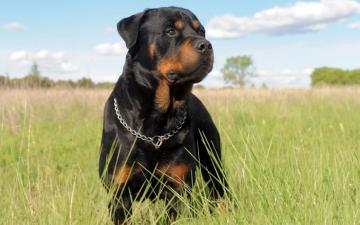 Rottweiler Wallpaper Pictures Image