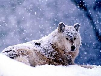 Wolf Screensaver Screensavers