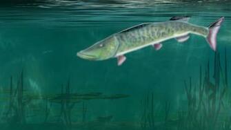 Wincustomize Explore Wallpaper Muskie Waters