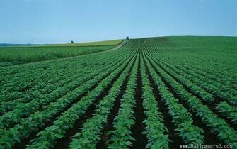 Green Farm Scenery Landscape Wallpaper
