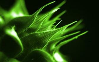 Poison Ivy HD Wallpaper