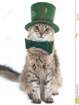 Image St Patrick S Day Cat Pc Android iPhone And