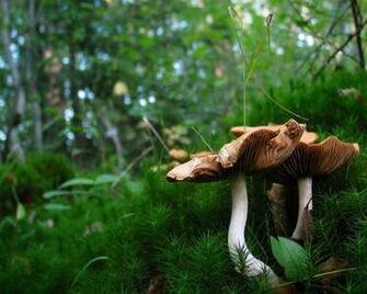 Mushroom Computer Wallpaper Desktop Background Id