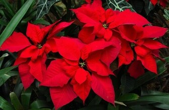Poinsettia Flower Wallpaper Full Desktop Background