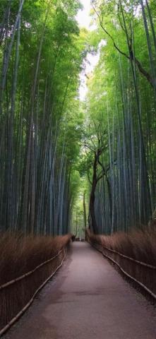 Sagano Bamboo Forest iPhone Wallpaper