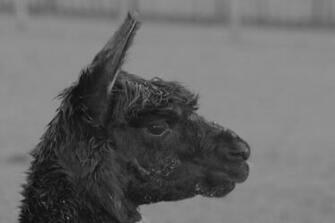 Ing Llama HD Wallpaper Color Palette Tags Category General