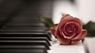 Rose Piano Wallpaper Phone With HD Desktop Px Kb