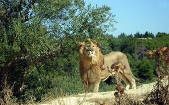 Adult Wallpaper On Lions Lion In Wilderness