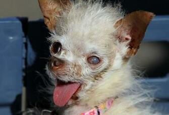 Ugly Dog Wallpaper