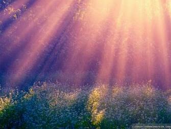 Wallpaper Early Summer Morning