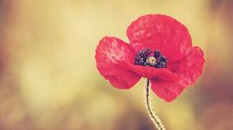 Red Poppy Flower Desktop Pc And Mac Wallpaper
