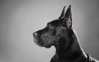 Animal Great Dane Wallpaper