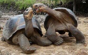 Russian Tortoise Wallpaper Baltana