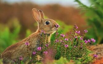 Best Ostara Background Wallpaper