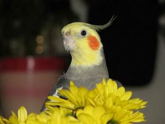 Cute Cockatiel Wallpaper First HD