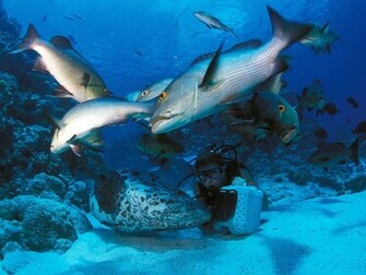 Ocean Floor HD Wallpaper Pixel Popular