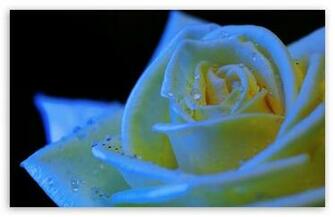 Rose Black Light HD Wallpaper For Standard Fullscreen Uxga Xga