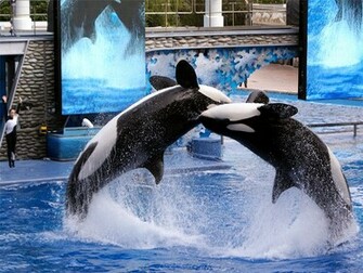 Url High Definition Wallpaper Photo Shamu Html