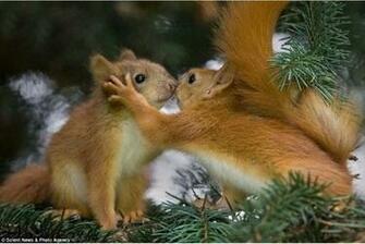Cute Squirrels Wallpaper